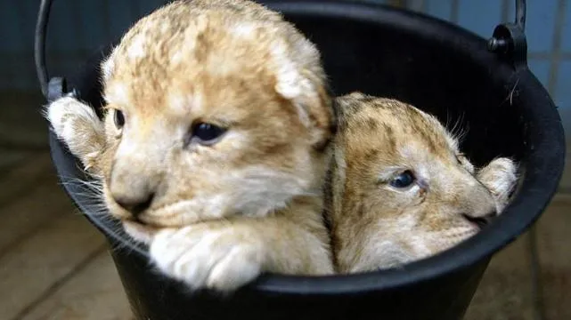 El zoológico que sacrificó una jirafa ahora mató cuatro leones ...