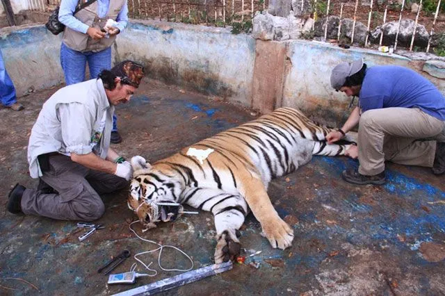 Zoológicos capitalinos, depósitos de fauna decomisada | Excélsior Zoológicos capitalinos, depósitos de fauna decomisada | Excélsior