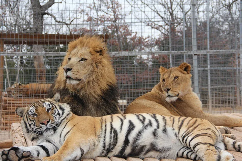 Leones y tigres - Imagui