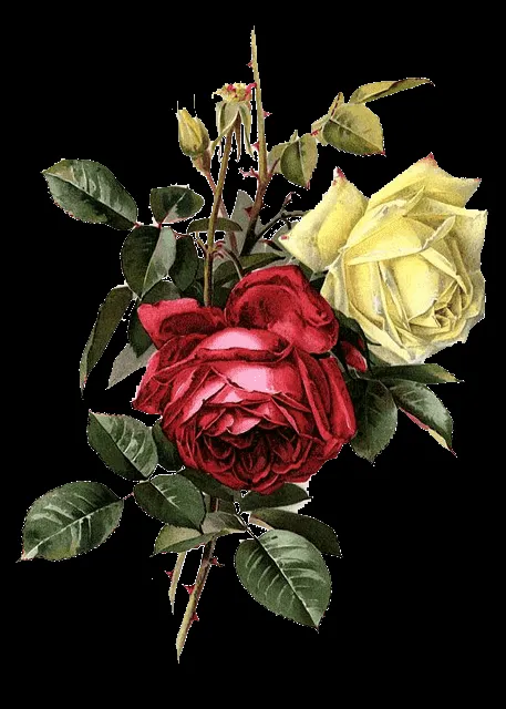 ZOOM DISEÑO Y FOTOGRAFIA: 30 rosas vintage para scrap, rose png