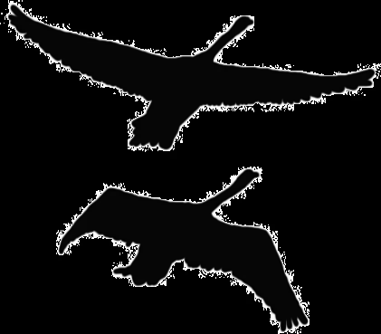 Aves volando gif - Imagui