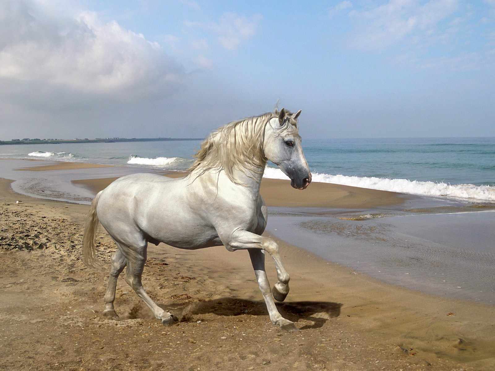 ZOOM DISEÑO Y FOTOGRAFIA: caballos,wallpapers hd,fondos de pantalla, ZOOM DISEÑO Y FOTOGRAFIA: caballos,wallpapers hd,fondos de pantalla,