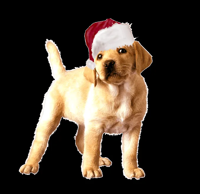 ZOOM DISEÑO Y FOTOGRAFIA: gatos y perros con gorro papa noel ZOOM DISEÑO Y FOTOGRAFIA: gatos y perros con gorro papa noel