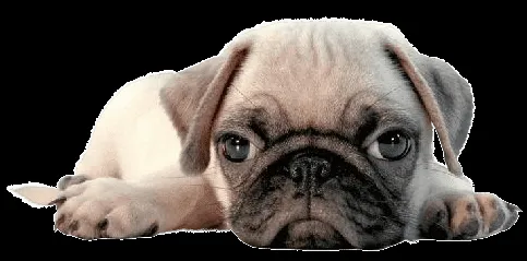 ZOOM DISEÑO Y FOTOGRAFIA: gatos y perros png,pets,mascotas,scrap ZOOM DISEÑO Y FOTOGRAFIA: gatos y perros png,pets,mascotas,scrap