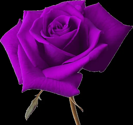 ZOOM DISEÑO Y FOTOGRAFIA: rosas en png con fondo transparente,