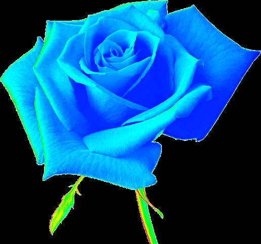 ZOOM DISEÑO Y FOTOGRAFIA: rosas en png con fondo transparente,rose ZOOM DISEÑO Y FOTOGRAFIA: rosas en png con fondo transparente,rose