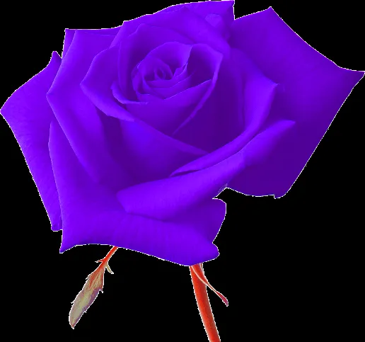 ZOOM DISEÑO Y FOTOGRAFIA: rosas en png con fondo transparente, ZOOM DISEÑO Y FOTOGRAFIA: rosas en png con fondo transparente,