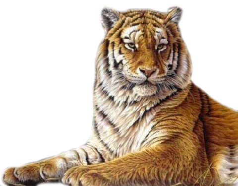 ZOOM DISEÑO Y FOTOGRAFIA: tigres y leones png transparente,
