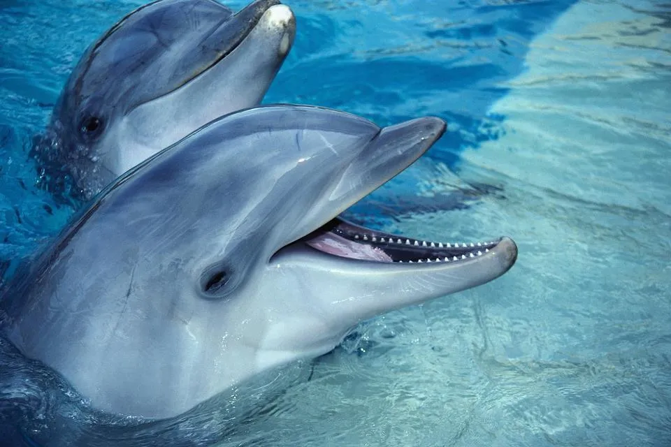 ZOOM FRASES: delfines muy bellos para compartir ZOOM FRASES: delfines muy bellos para compartir