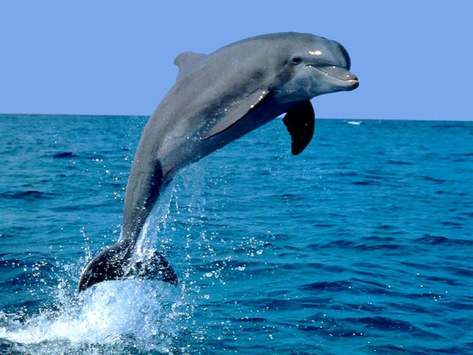 ZOOM FRASES: delfines muy bellos para compartir ZOOM FRASES: delfines muy bellos para compartir