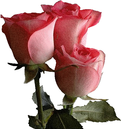 ZOOM FRASES: gifs animados de flores para regalar a amigos,compartir ZOOM FRASES: gifs animados de flores para regalar a amigos,compartir