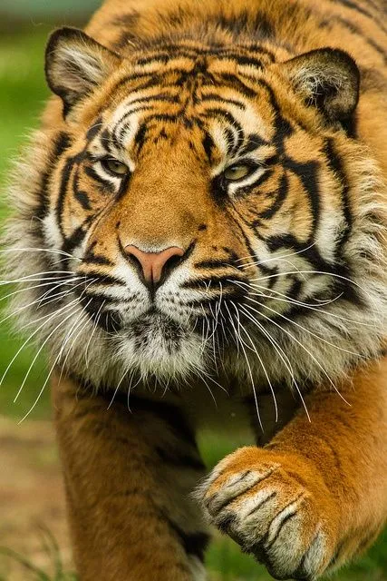 ZOOM FRASES: imagenes de felinos para compartir ZOOM FRASES: imagenes de felinos para compartir