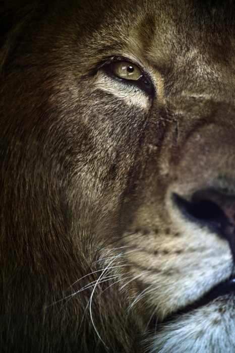 ZOOM FRASES: leones y tigres, felinos para compartir ZOOM FRASES: leones y tigres, felinos para compartir