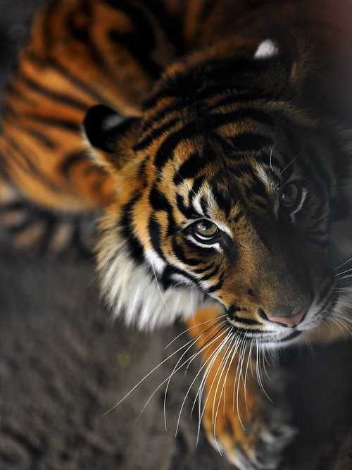 ZOOM FRASES: leones y tigres, felinos para compartir ZOOM FRASES: leones y tigres, felinos para compartir