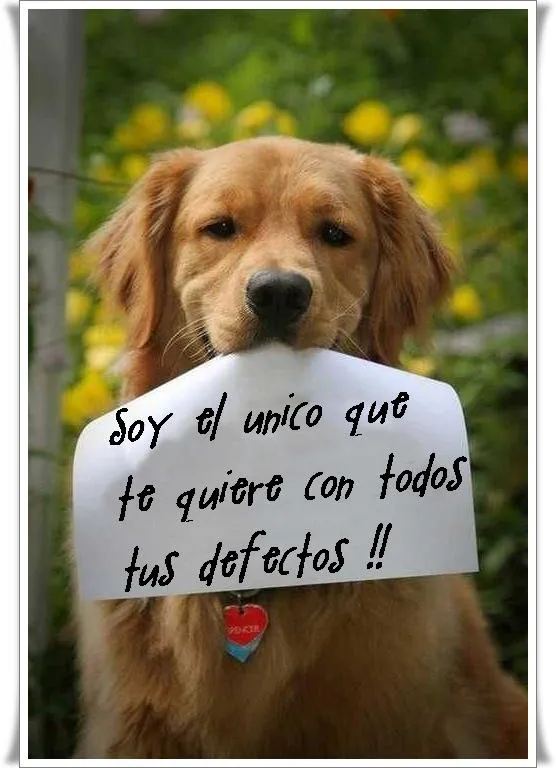 ZOOM FRASES: perro con mensaje,protección animal, ZOOM FRASES: perro con mensaje,protección animal,