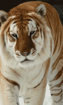 ZOOM FRASES: tigras,delfines,caballos,animales gif,con movimiento ... ZOOM FRASES: tigras,delfines,caballos,animales gif,con movimiento ...