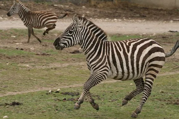 Zoos del Mundo - Réserve Africaine de Sigean - Francia Zoos del Mundo - Réserve Africaine de Sigean - Francia