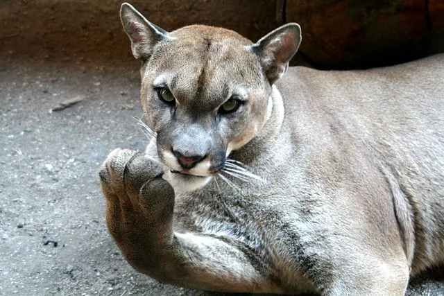 Zoos del Mundo - Safari Aldea del Fresno (Madrid) - Otros ...