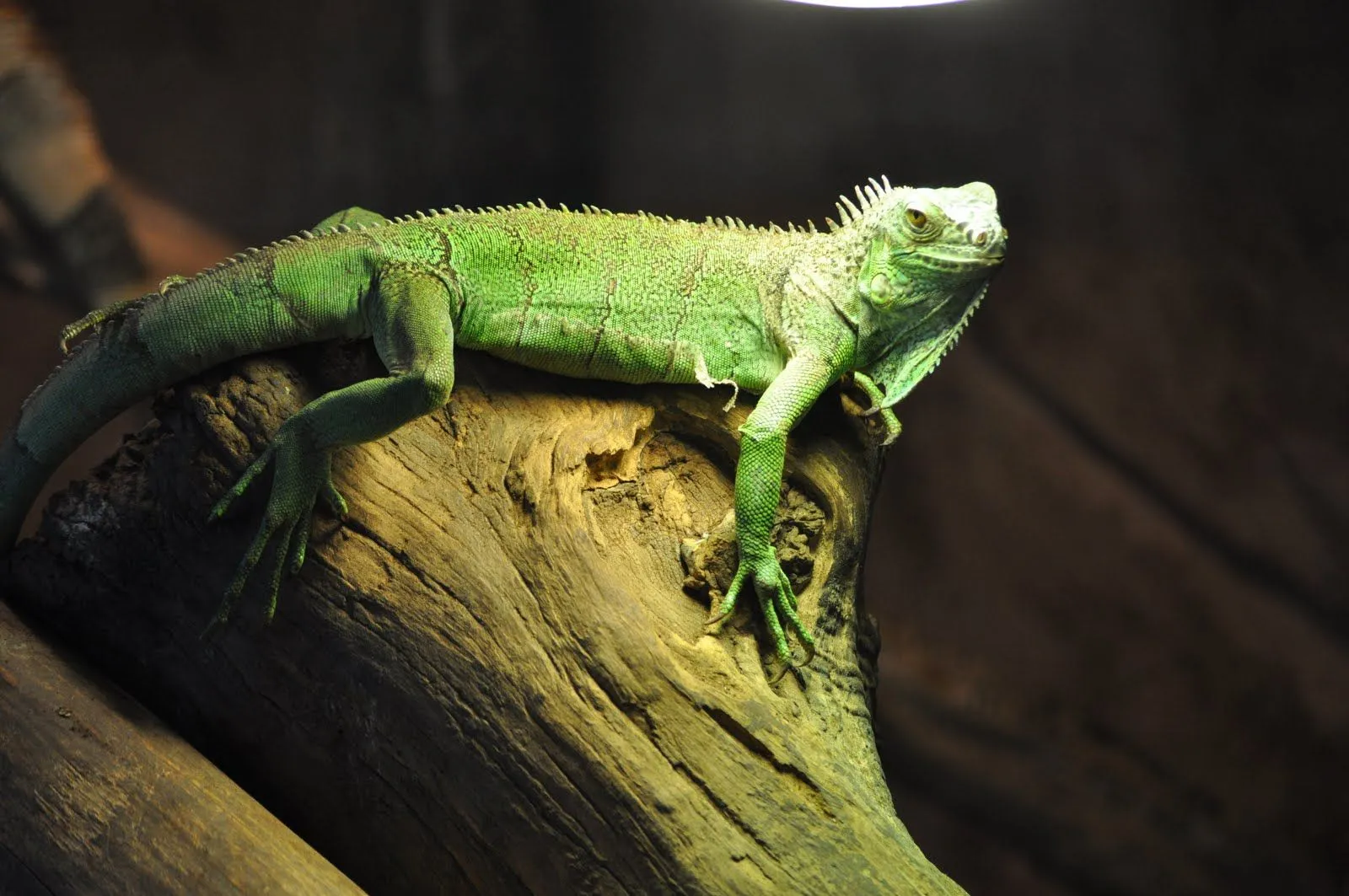 ZOOTOGRAFIANDO (MI COLECCIÓN DE FOTOS DE ANIMALES): IGUANA VERDE O ... ZOOTOGRAFIANDO (MI COLECCIÓN DE FOTOS DE ANIMALES): IGUANA VERDE O ...