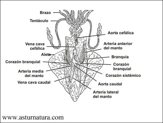 Sistema circulatorio en animales para colorear - Imagui
