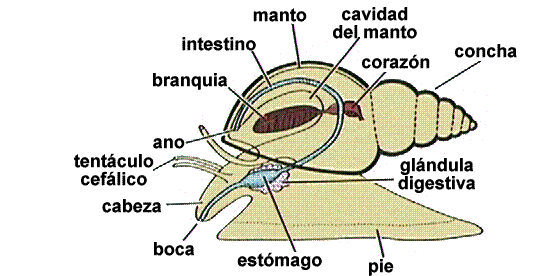 Zoowiki