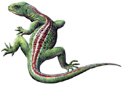 Zoowiki