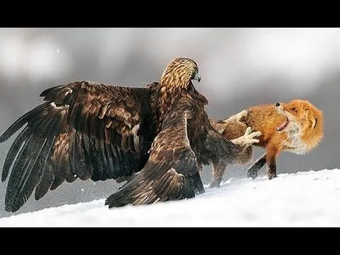 ZORRO ATACA A AGUILA REAL. Caso increíble - YouTube