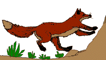 Zorro. Mamiferos. Vertebrados. Reino animal. Fauna en Aragón. Agua ...