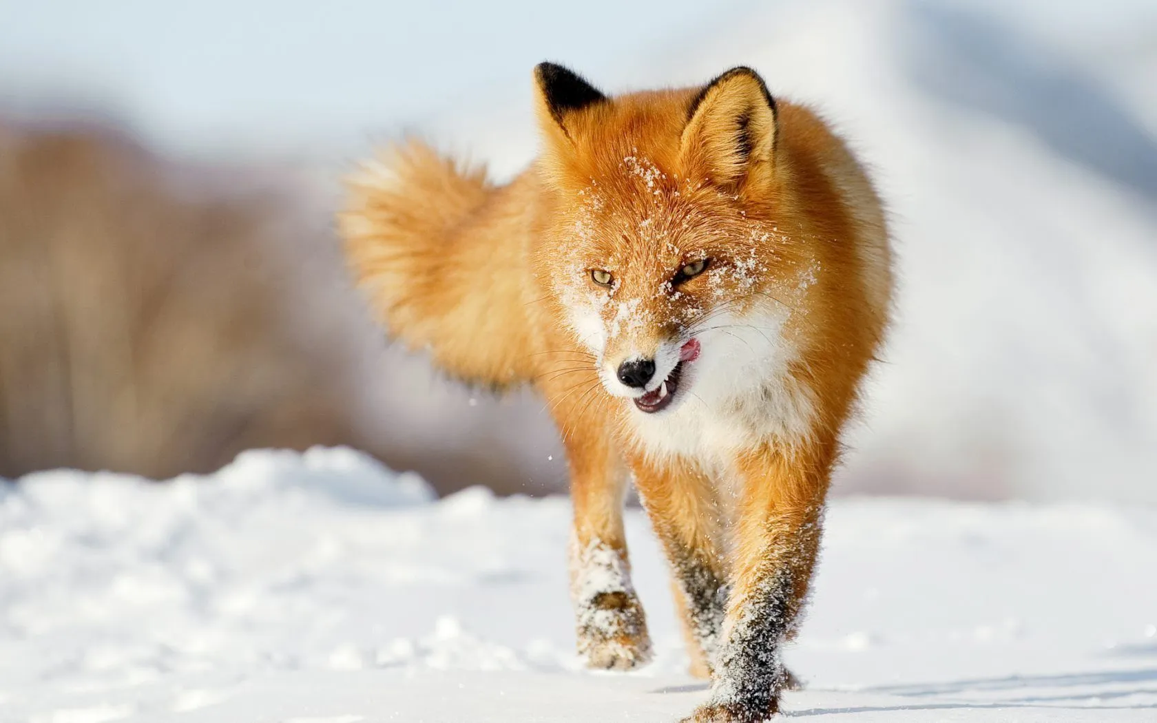 Zorro en la nieve - 1680x1050 :: Fondos de pantalla y wallpapers
